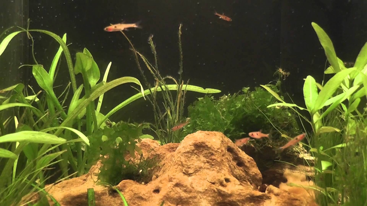 The Triops Diaries