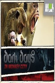 Dark Days in Monkey City