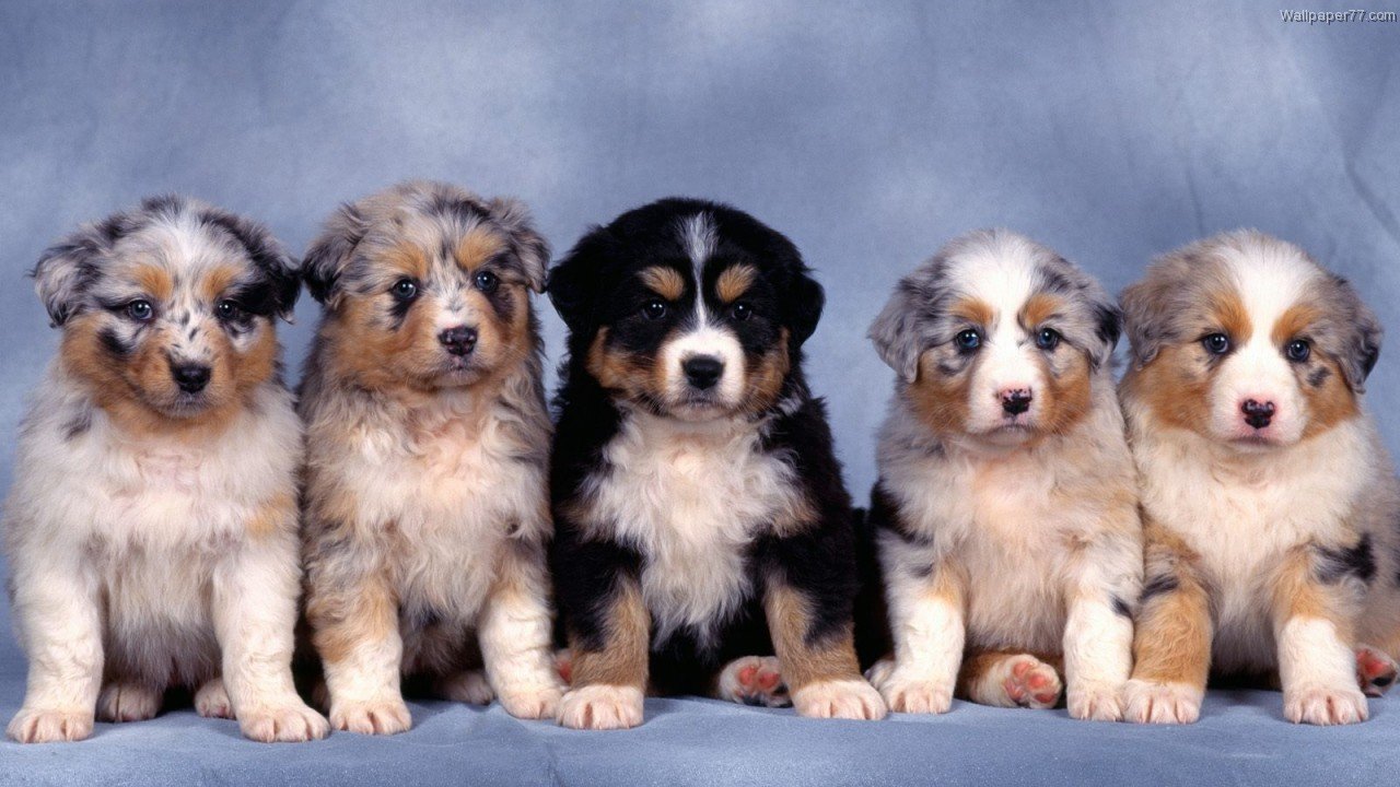 Martin Clunes: A Man and His Dogs