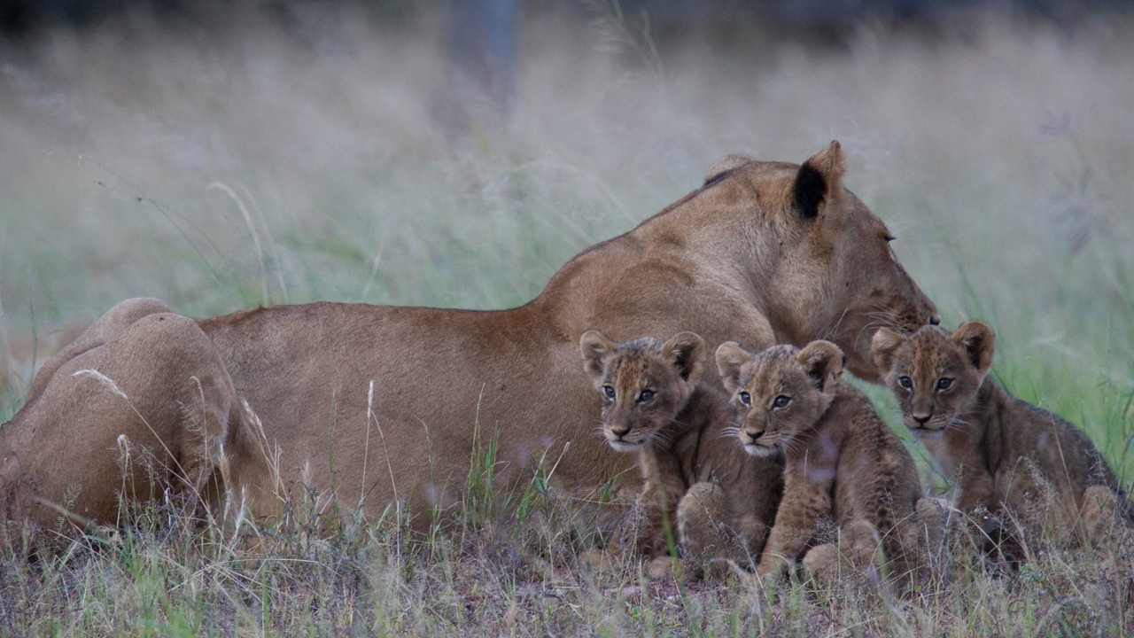 World Lion Day