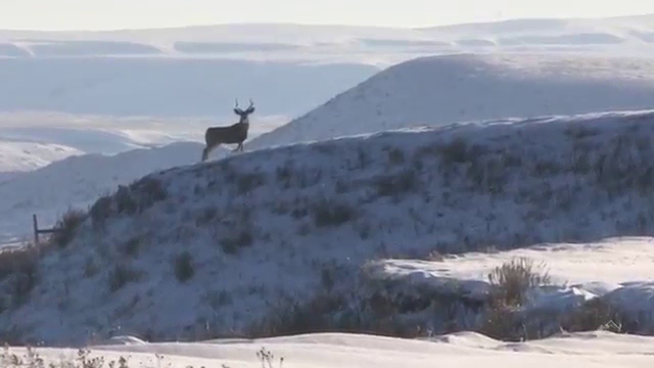 Live 2 Hunt with Cody Robbins