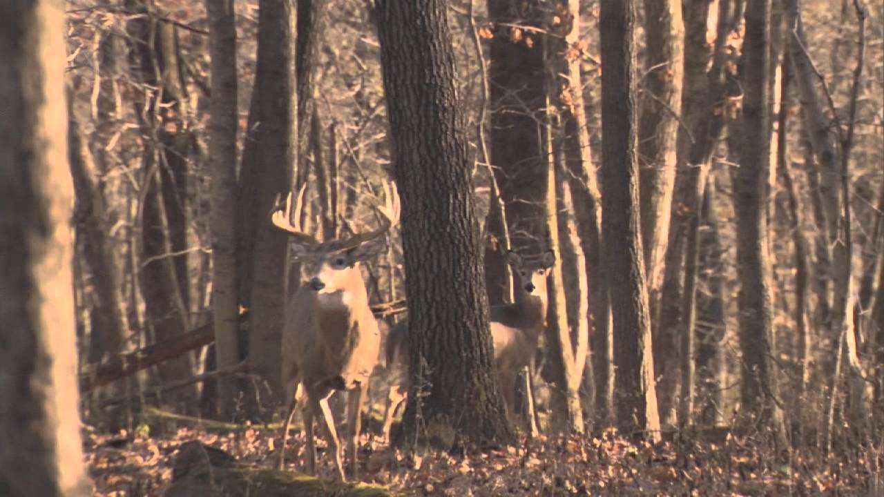 The Bucks of Tecomate