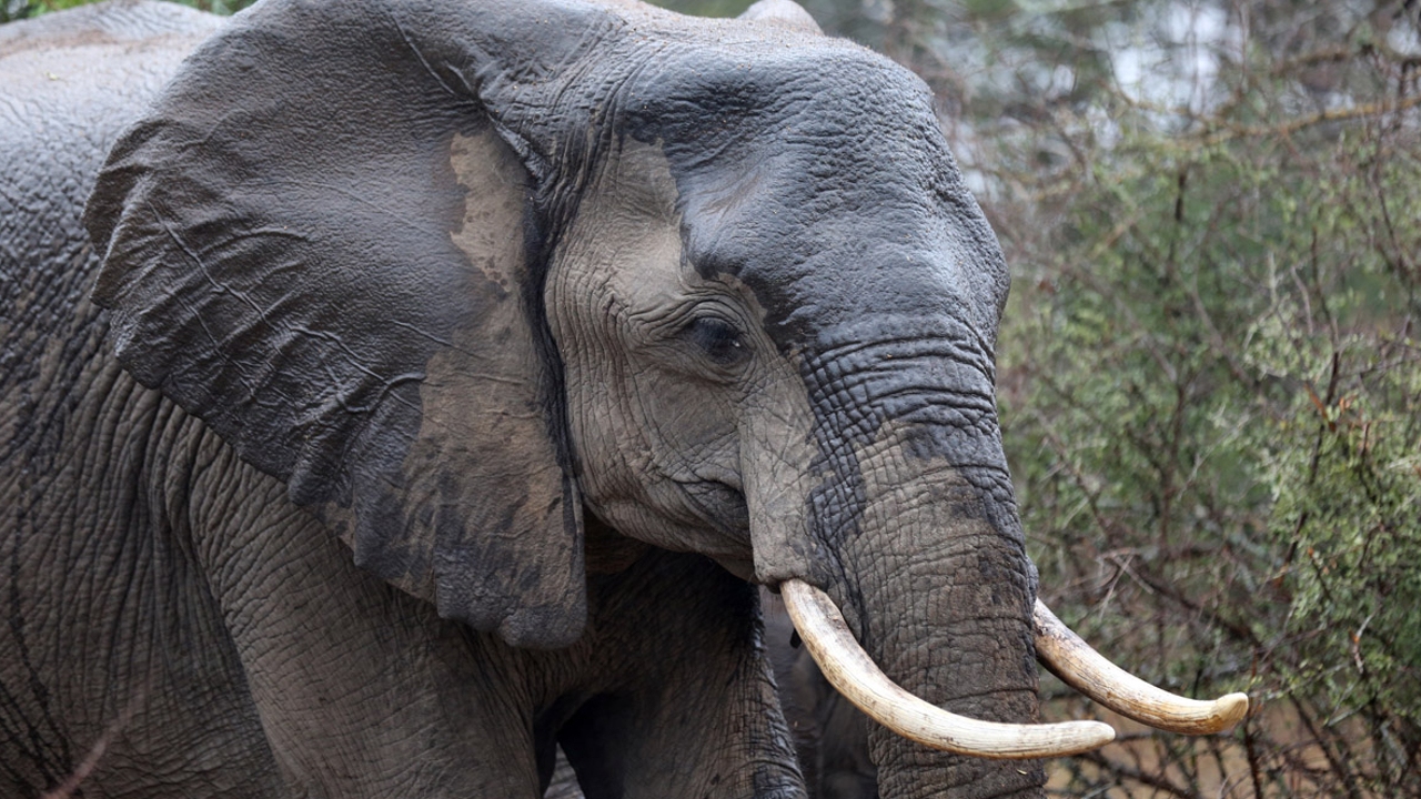 World Elephant Day