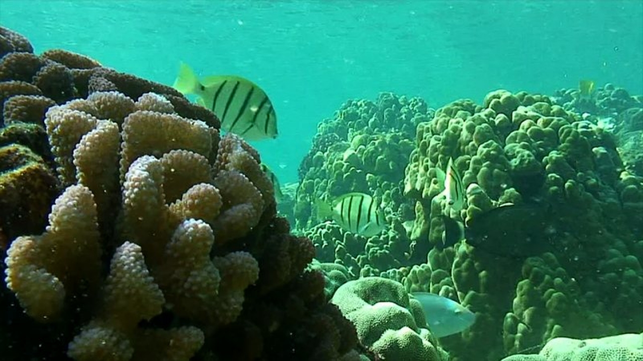 NatureVision TV