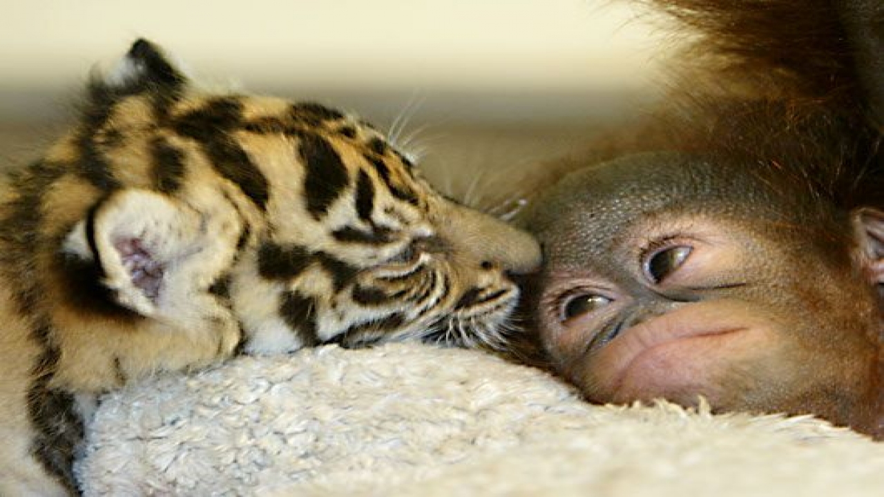Baby Animals in the Wild