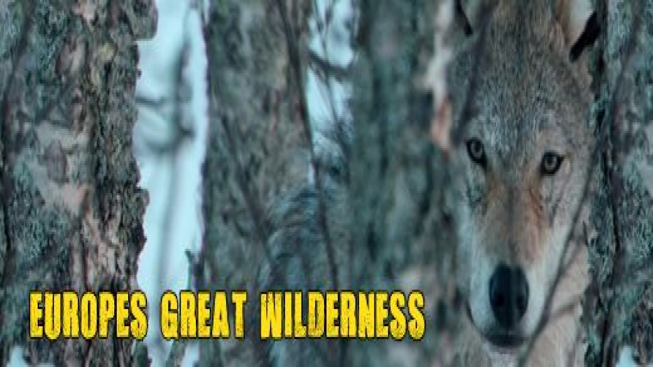 Europe's Last Great Wilderness