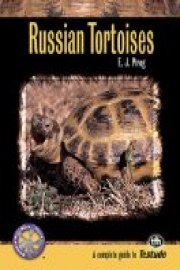 How To Successfully Choose and Care for a Russian Tortoise