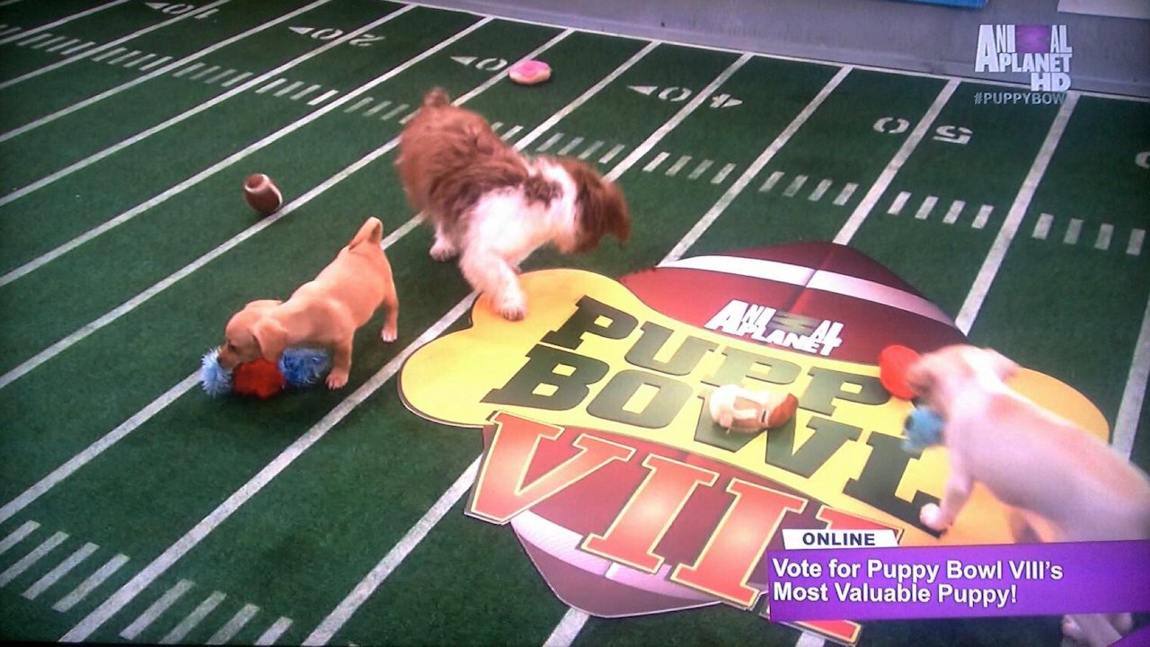 Puppy Bowl