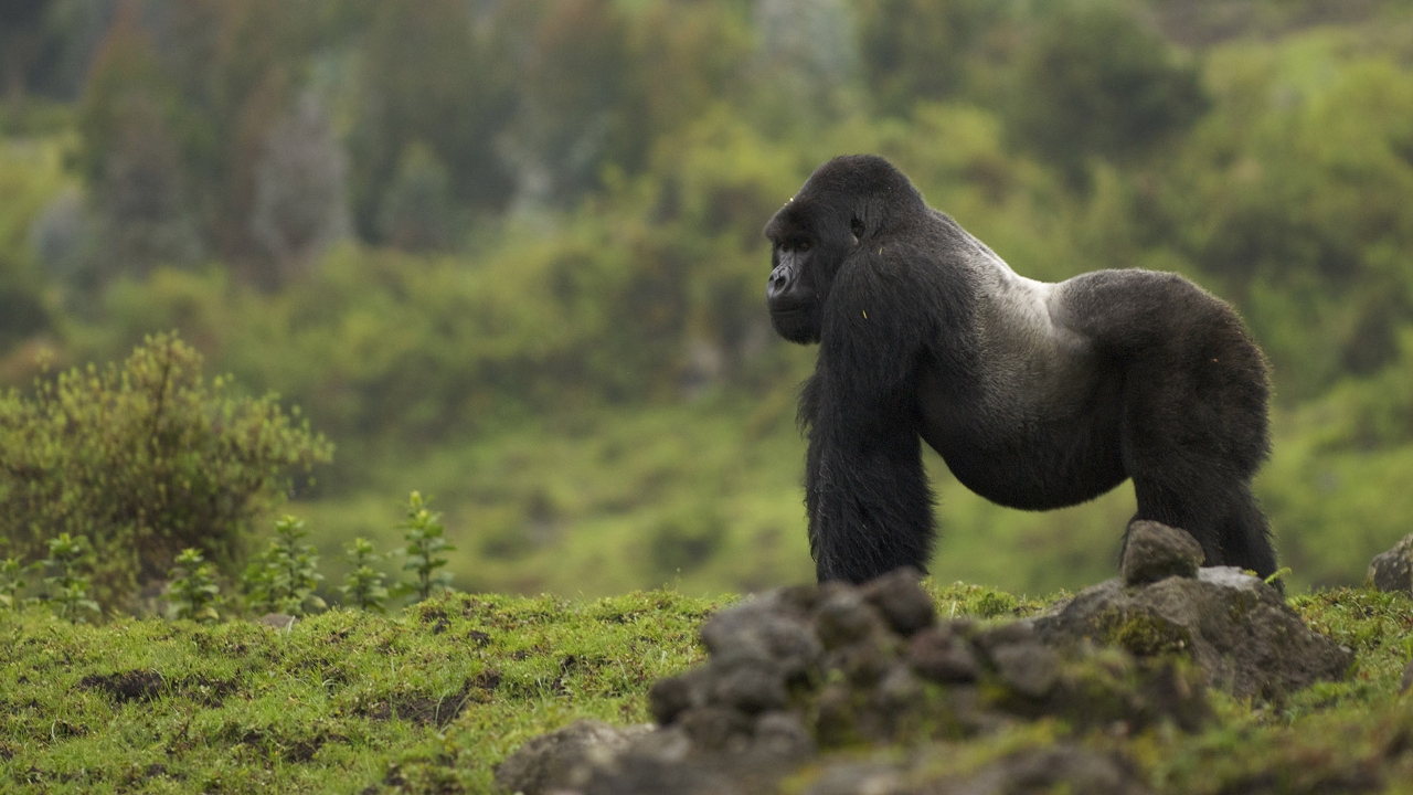 Mountain Gorilla: Mission Critical