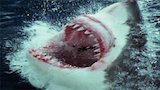 Jaws