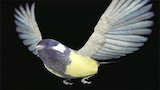 Flight