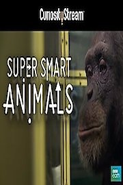 Super Smart Animals