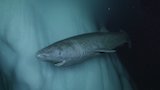The Mystery Of The Longest Living Vertebrate