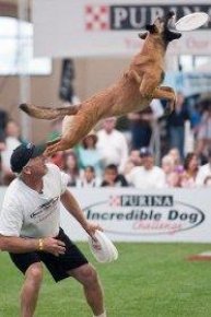 Purina Incredible Dog Challenge