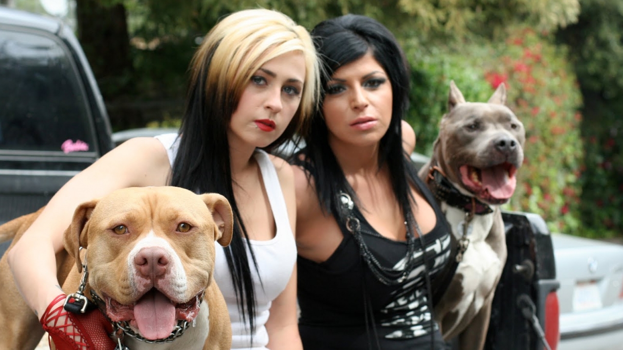 Pit Bulls & Parolees: Pack of Pits