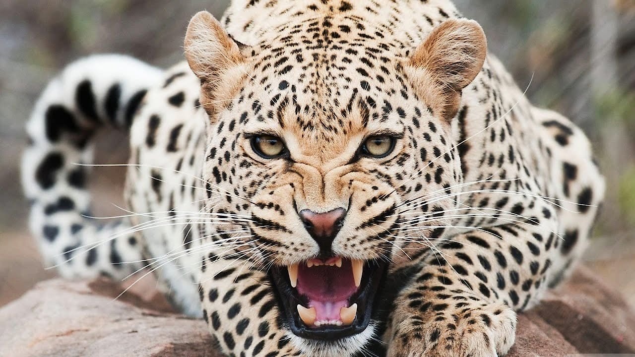 Animal Armory