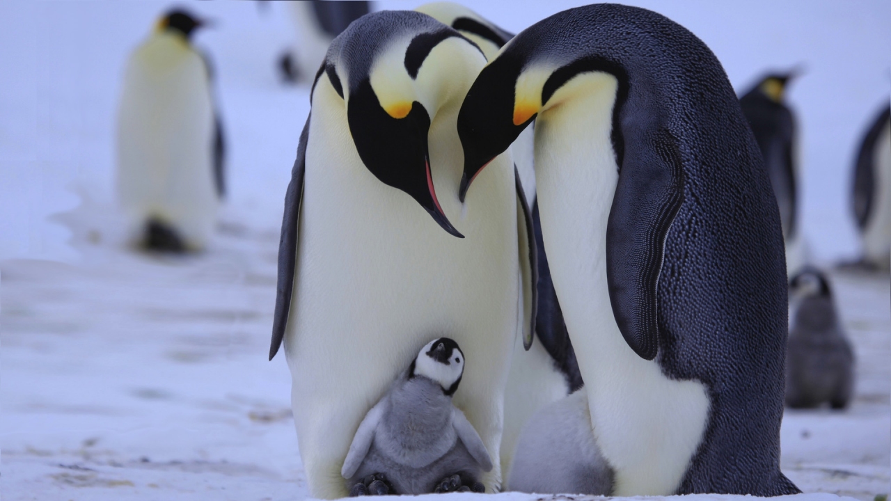 Penquins: Spy in the Huddle