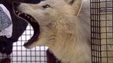 Inside the Wolf Pack