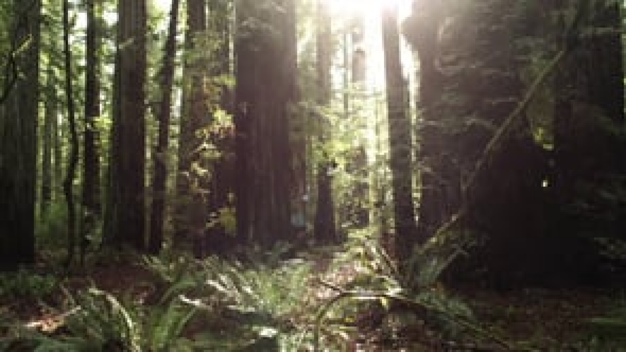 Serving God, Saving the Planet Video Bible Study