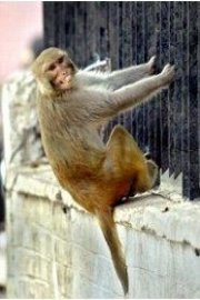 Rebel Monkeys