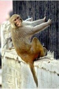 Rebel Monkeys