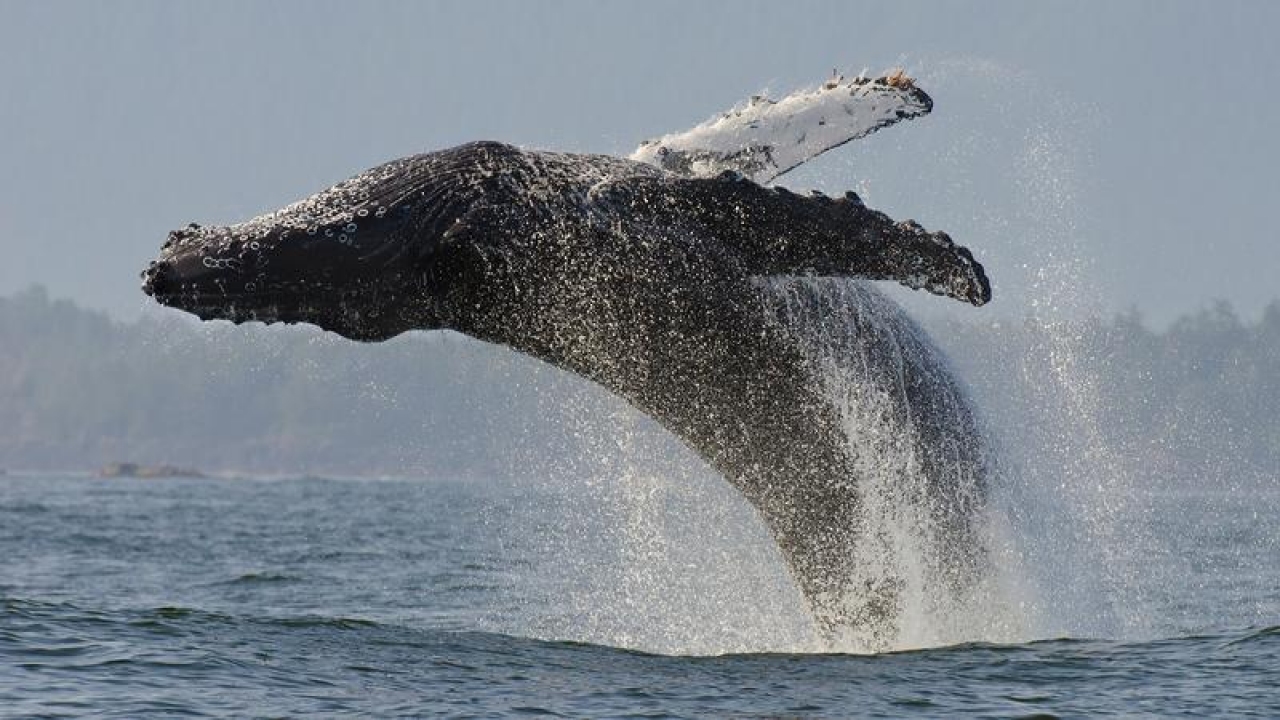 The Best of Big Blue Live