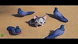 Chi meets a pigeon