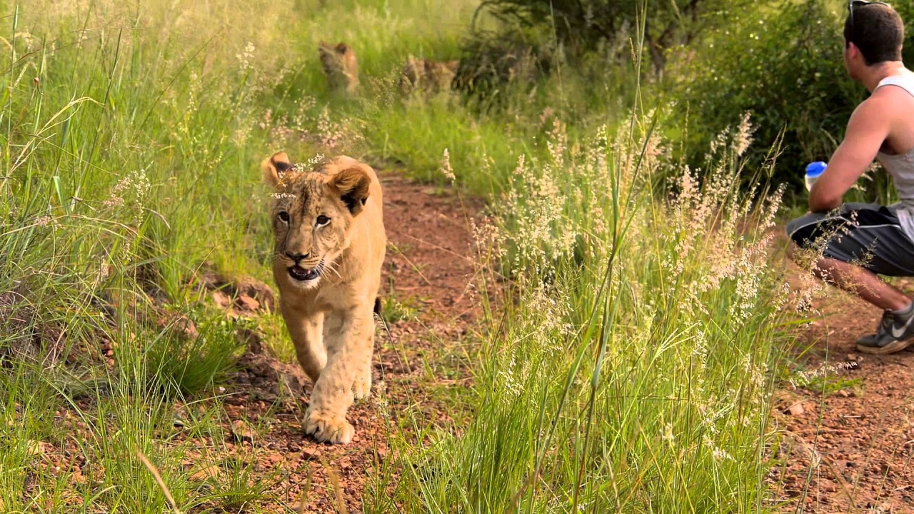 Big Cat Week 2015