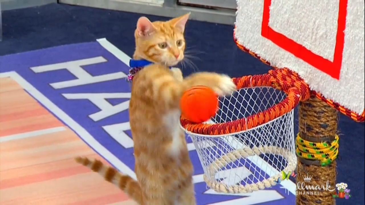 Meow Madness