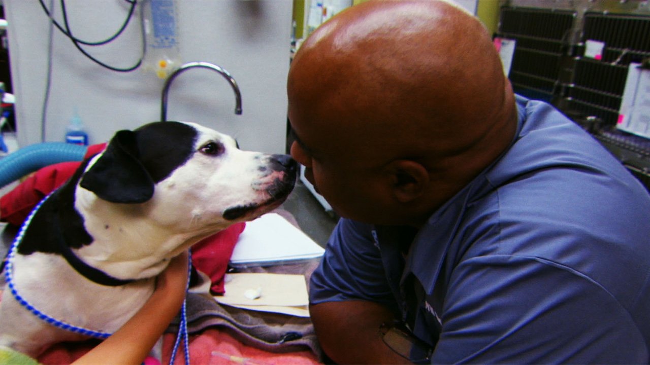 Love & Vets