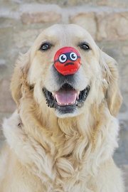 The Red Nose Day Special