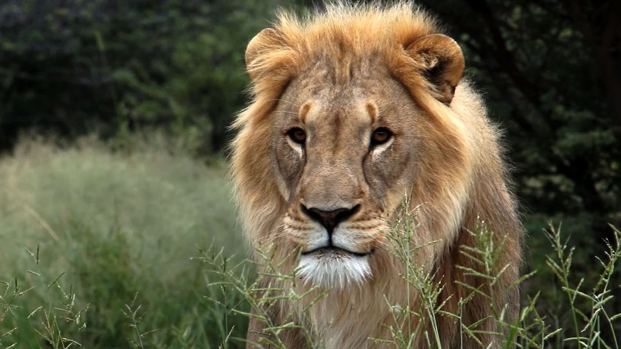 The End Of The Big Cats