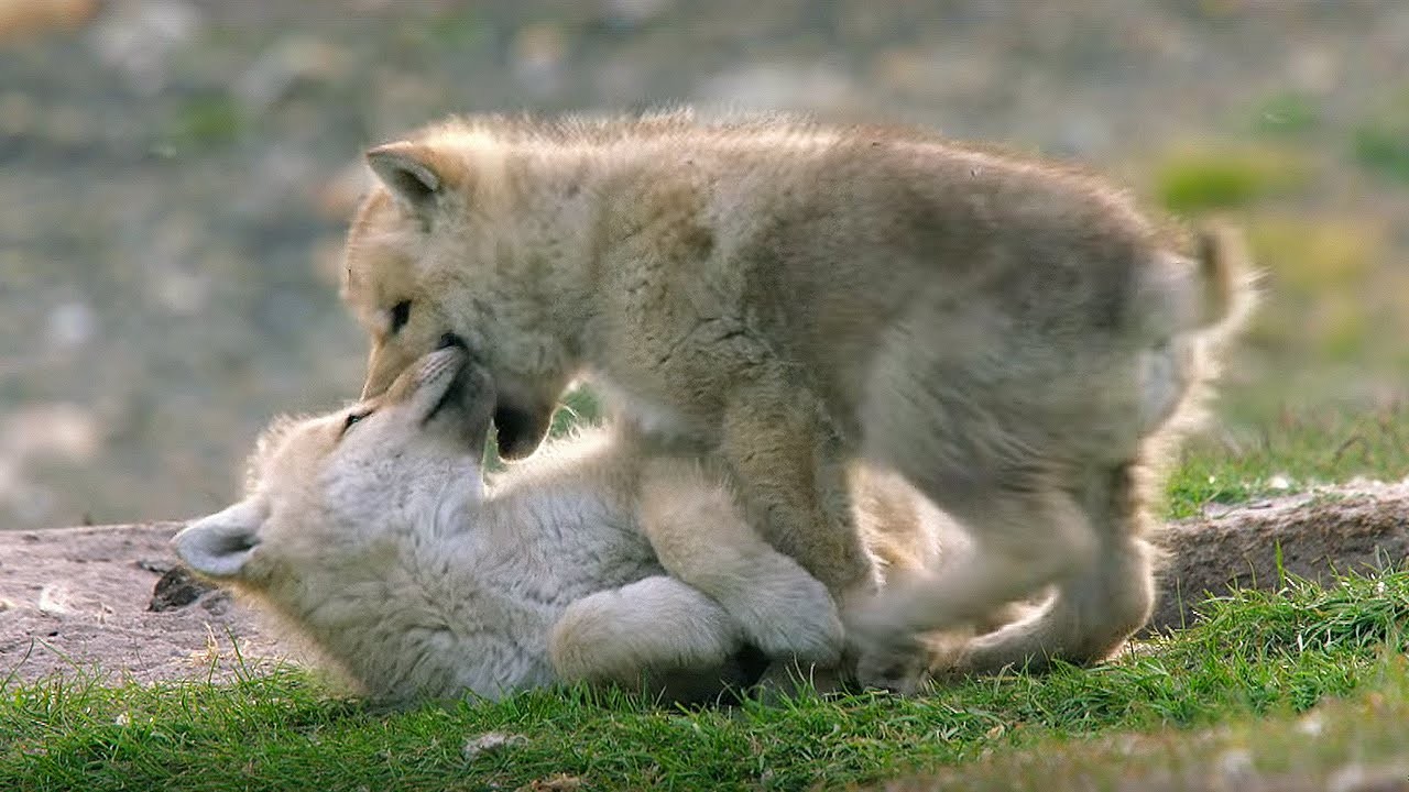 The Snow Wolf Family and Me