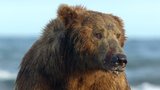 Inside Disneynature: Wild Lives