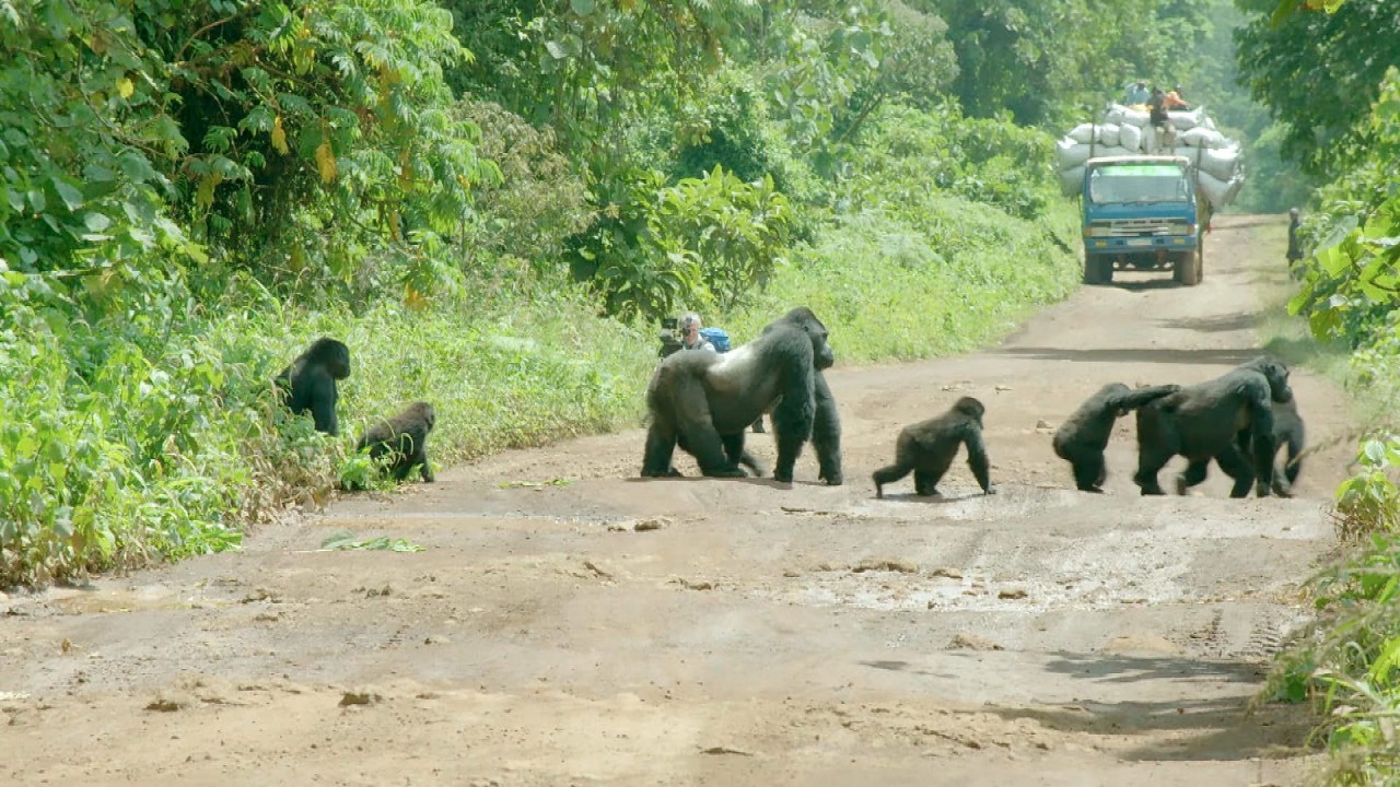 The Gorilla Family and Me