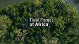 Tidal Forest of Africa