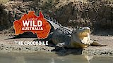 The Crocodile