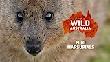 Mini Marsupials