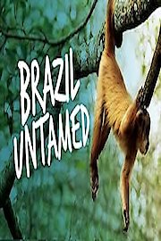 Brazil Untamed