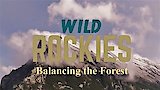 Balancing the Forest