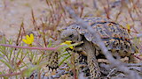 Namaqualand: The Desert Bloom