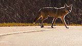 Coyote Chase