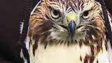 Recovering Red-tailed Hawks