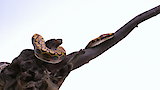 Brazilian Rainbow Boa