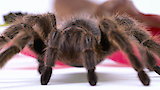 Chilean Rose Hair Tarantula