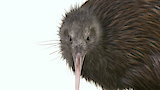 Brown Kiwi