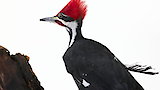 Pileated Woodpecker