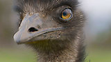 The Emu