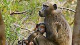 Baboons of Bambelela