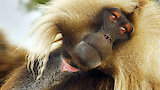 The Geladas of Ethiopia